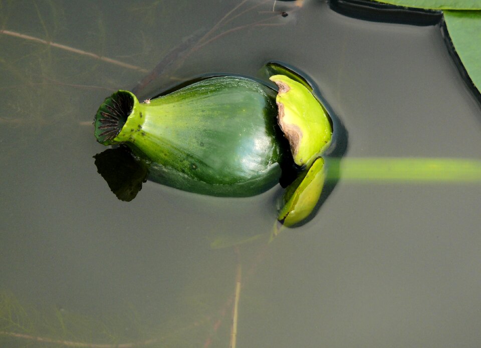 Water flour in the water green flower