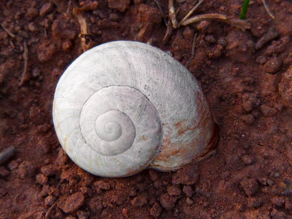White spiral sand