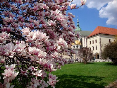 Flowers magnolias spring photo