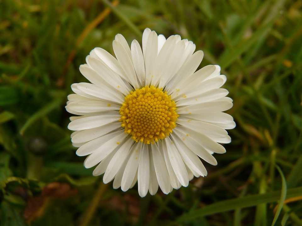 Garden composites white