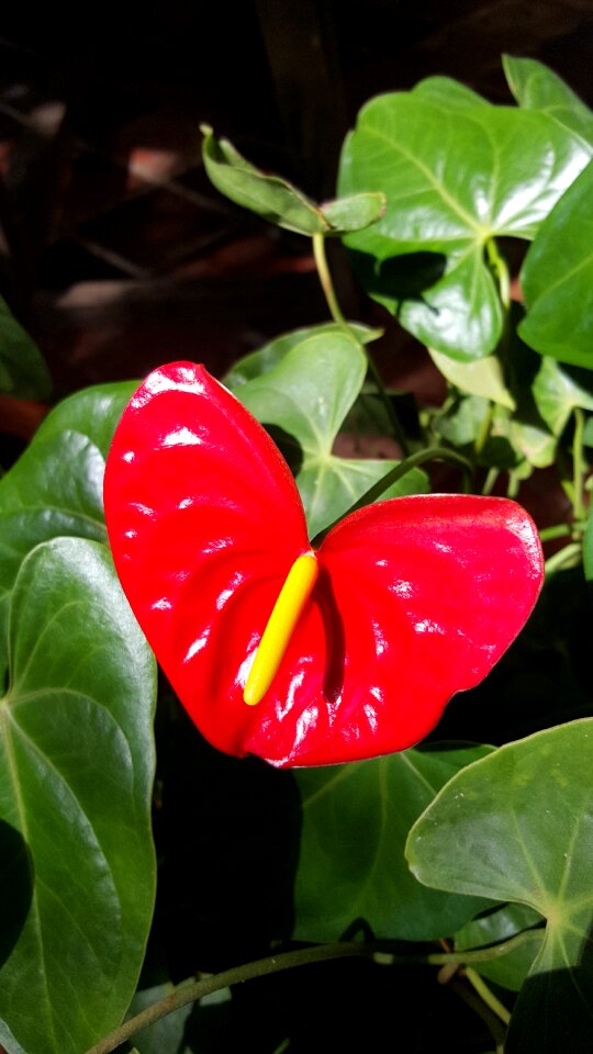 Flora warmth garden