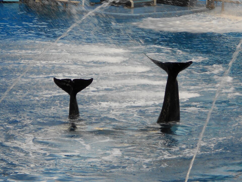 Shamu water park aqua show