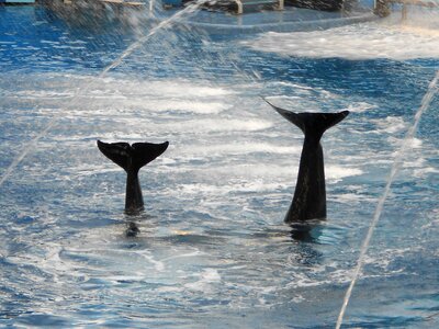 Shamu water park aqua show