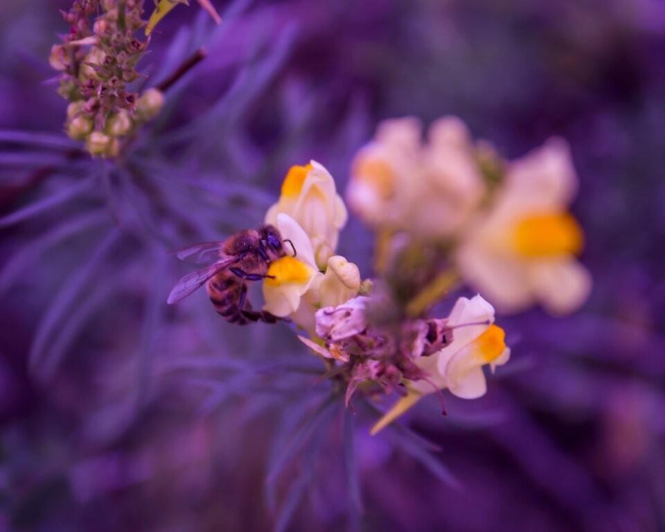 Plant bee pollen