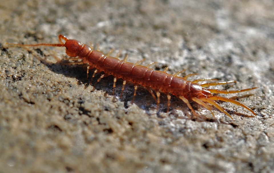 Creeping creepy arthropod