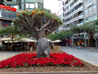 City tree downtown