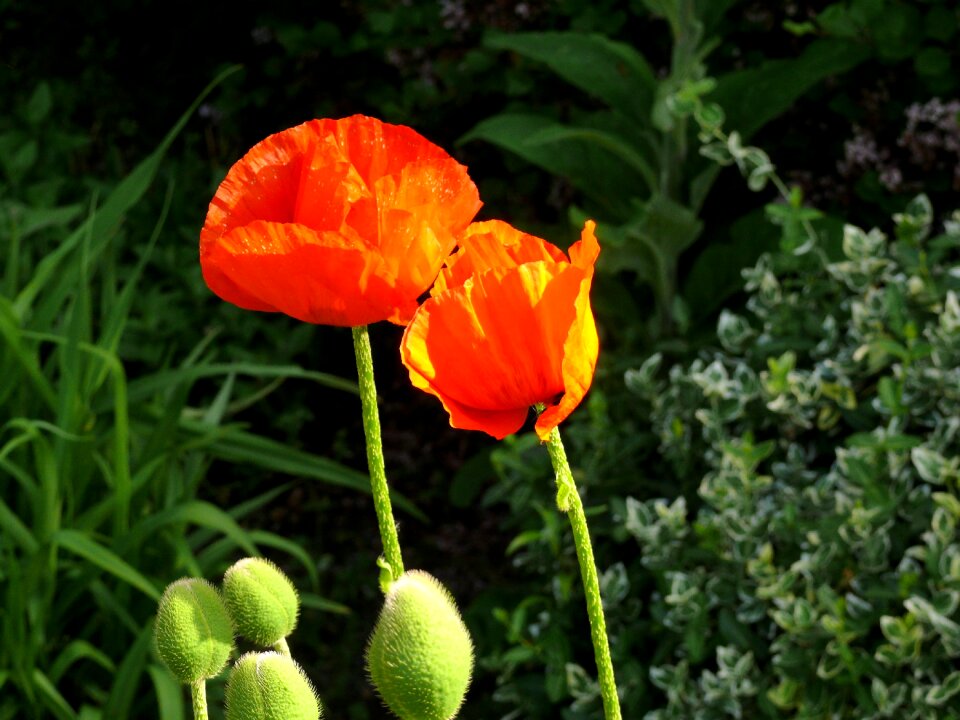 Flower spring garden