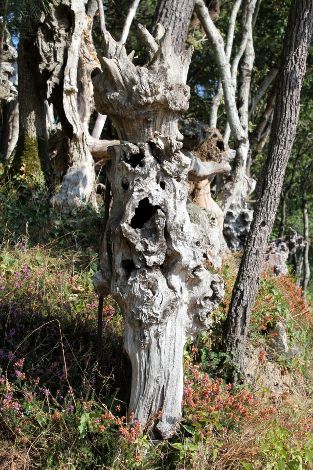 Nature log wood