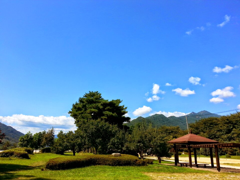 Summer sky arboretum