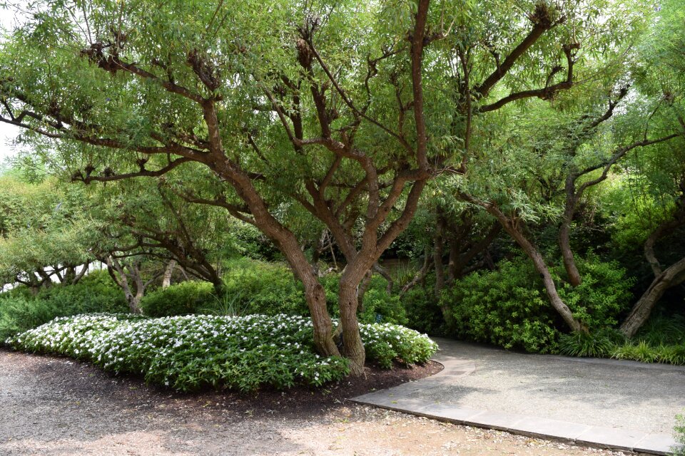 Tree branches landscape outdoor