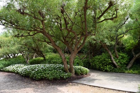 Tree branches landscape outdoor