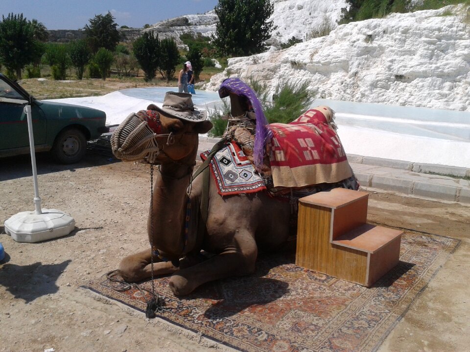 Holidays ride a camel animal