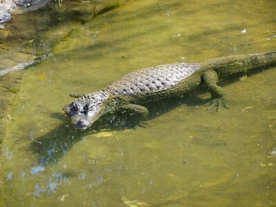 Zoo wild animal hazard to animals