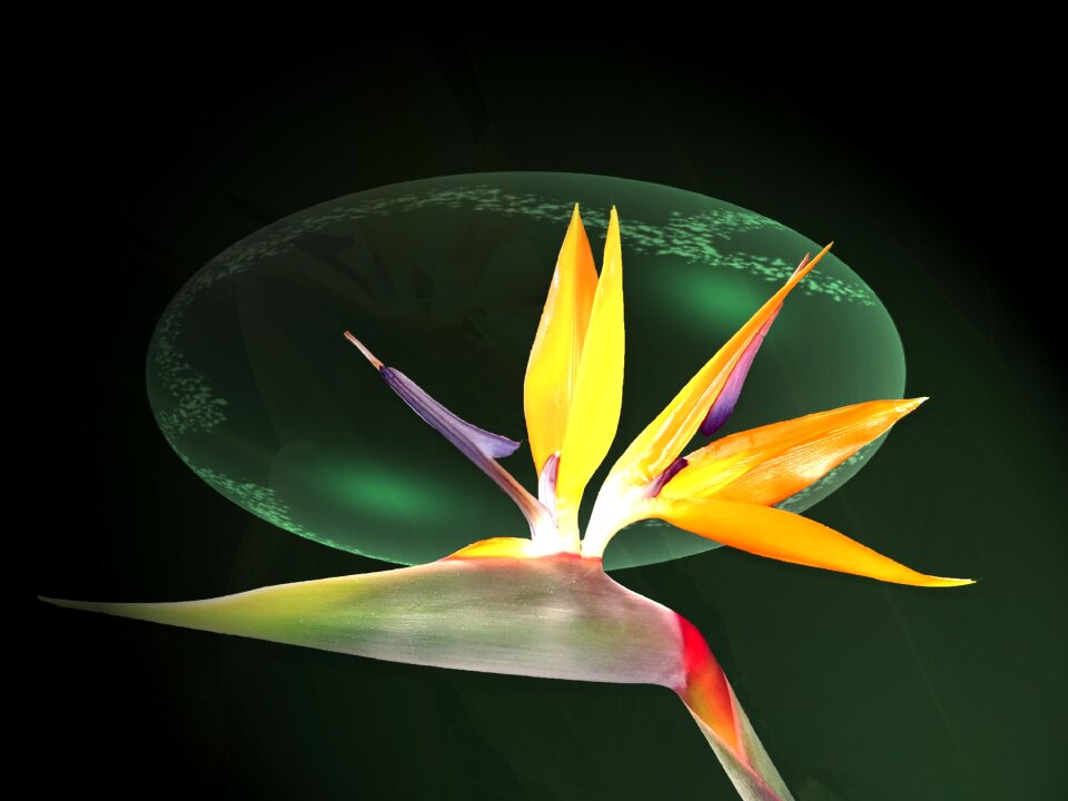 Bloom flower noble