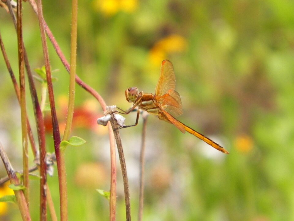 Animal wing bug photo