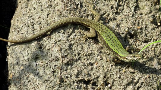 Insect eater animal rock