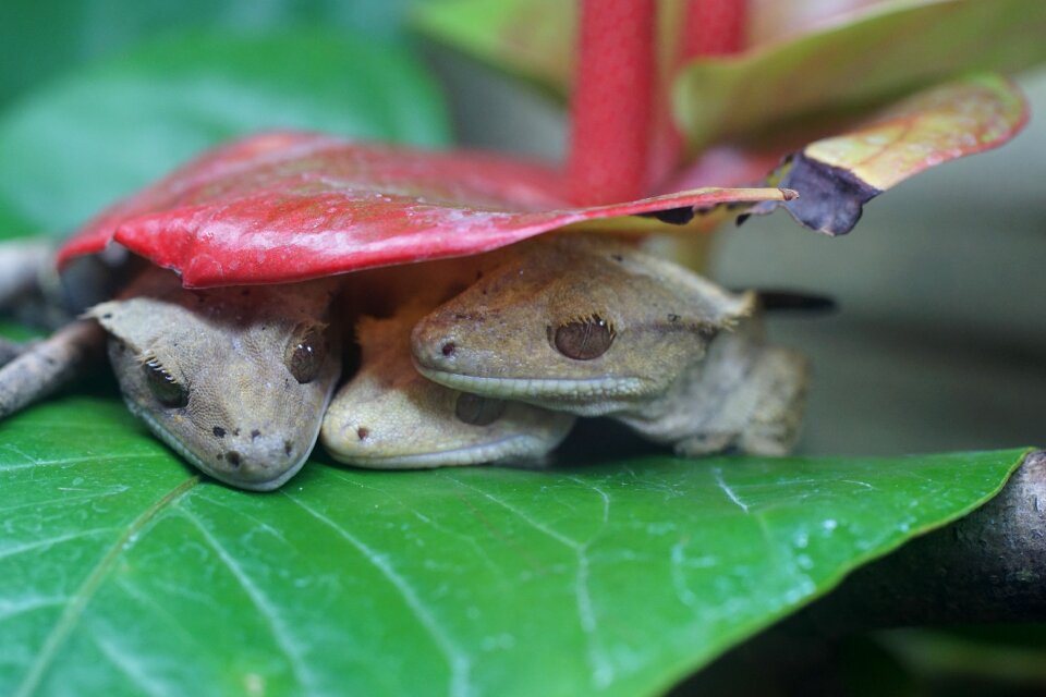 Reptile diurnal gecko