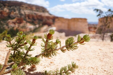 Nature tree evergreen