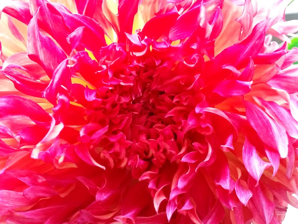 Blossom bloom flower