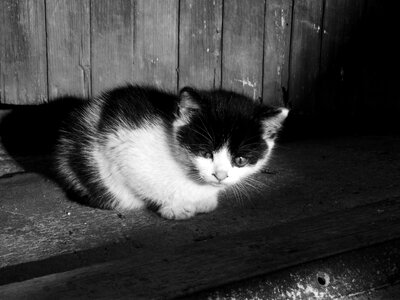 Pet cute black kitten