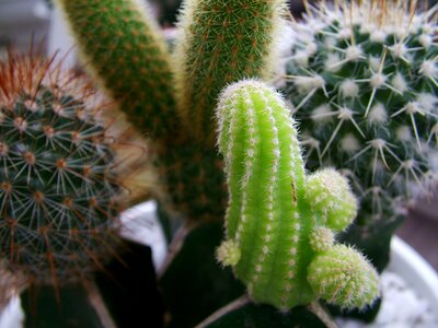 Plant home cactus