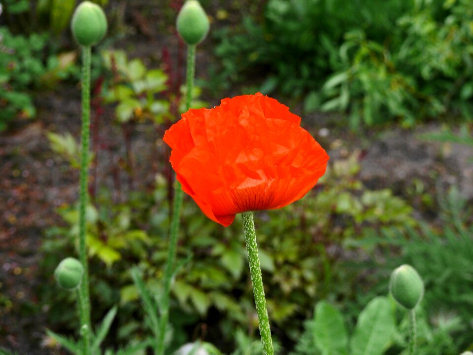 Flower spring garden