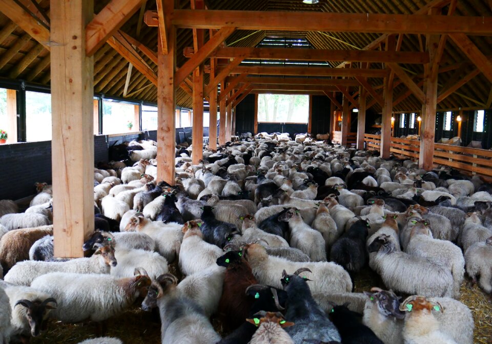 Sheepfold barn animal