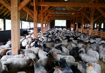 Sheepfold barn animal