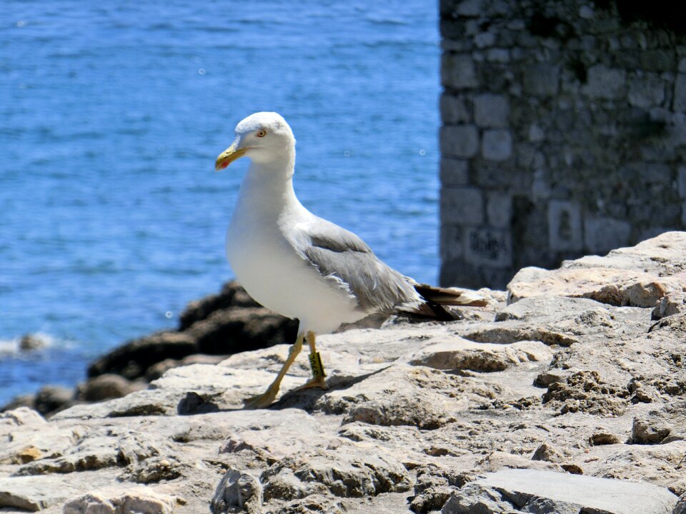 Bird rock blue