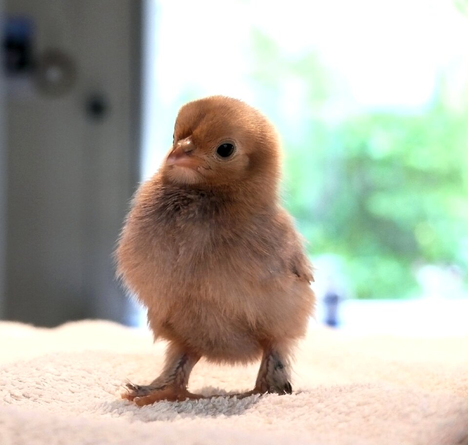 Chick spring Free photos