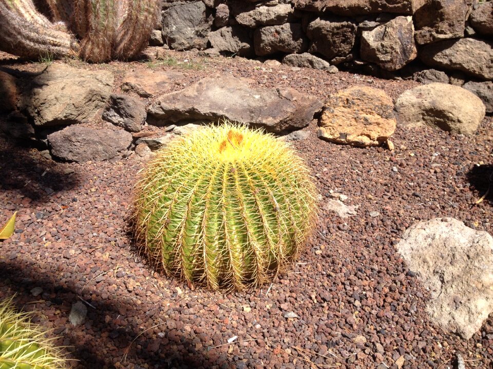 Cactus natural plant