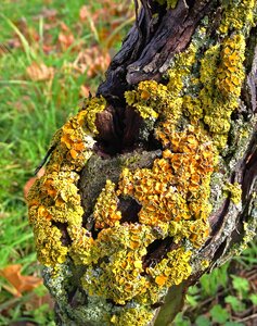 Nature tree bark moss