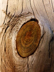 Texture pine browns photo