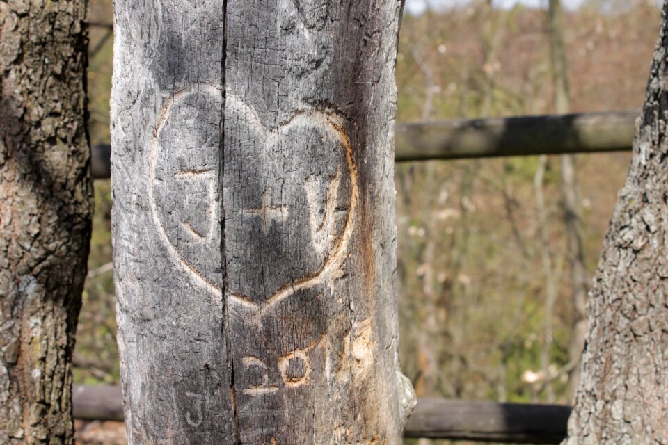 Wood the bark of the tree heart