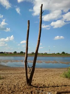 Water beach dry tree