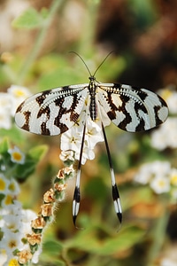 White pattern summer