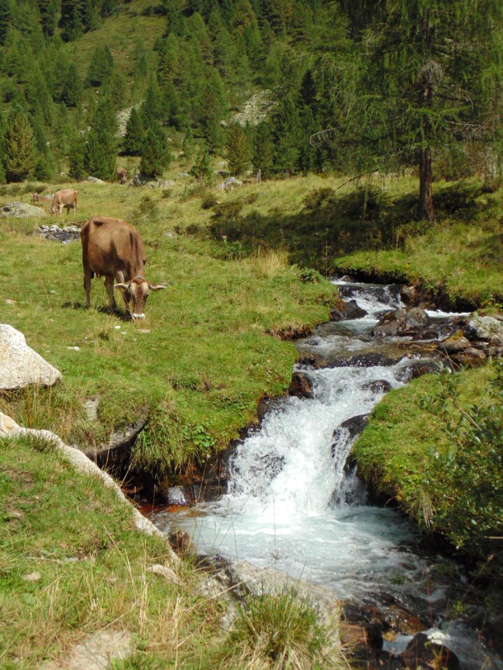 Cows forest mountain