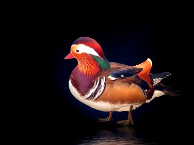 Water bird colorful swim