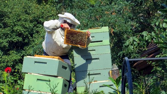 Beehive nature honey