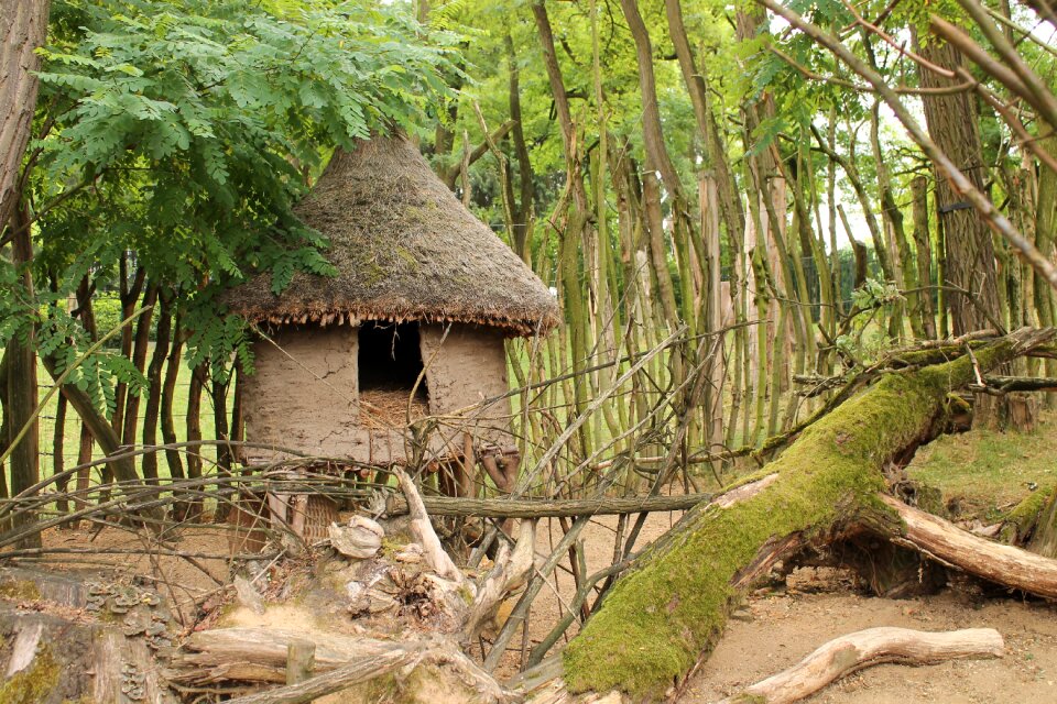 Forest small house the green trees