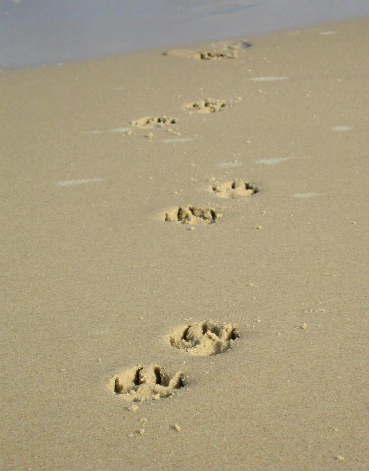 Paw print beach dog paw