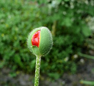 Flower spring garden photo