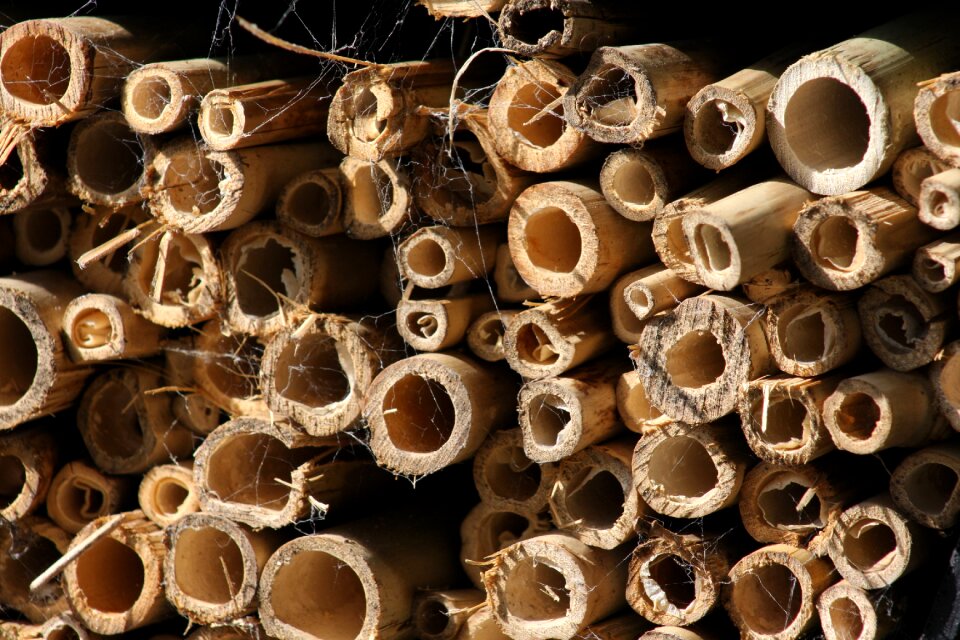 Natural bamboo background asian