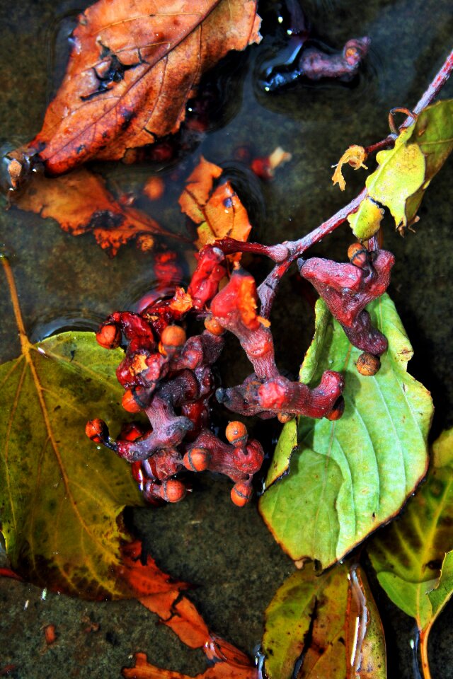 Twigs raisins japanese