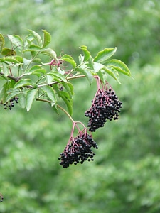 Holder bush fruits berries