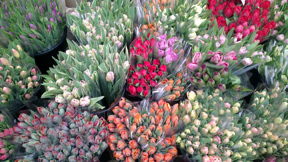 Tulips spring market
