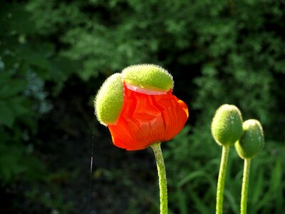 Flower spring garden photo