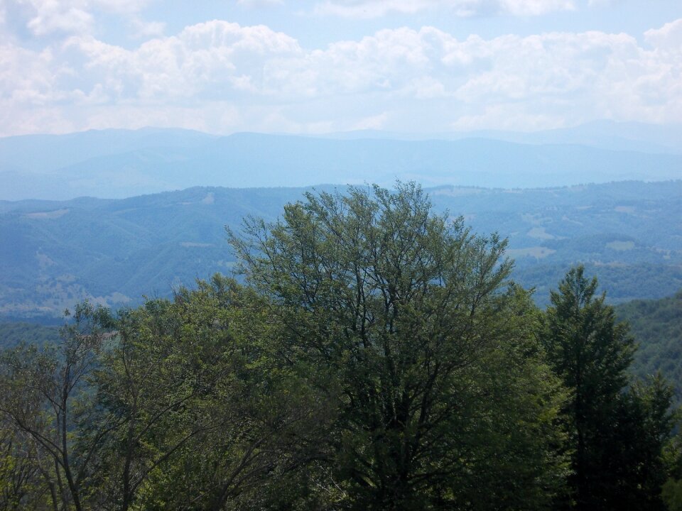 Mountain vegetation forest