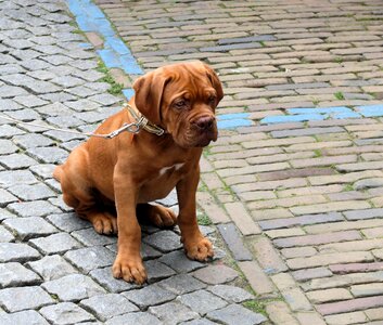 Dogue de bordeaux pet puppy