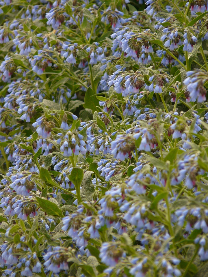 Symphytum asperum caucasus feverfew raublattgewächs